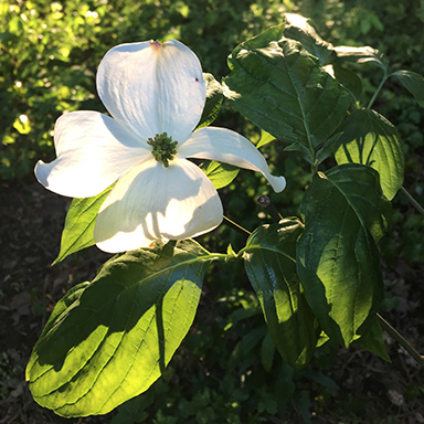 2-20-dogwood.jpg