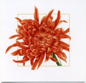 #107 Orange Chrysanthemum, 5.25" x 5.25" Note Card, Blank Inside