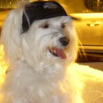 Bella in her harley hat ready for a road trip.