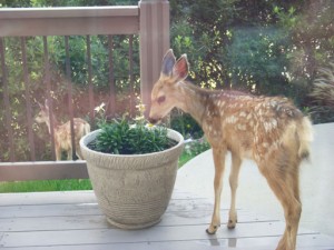 Spotted fawn eating my flowers from a flower pot on my deck. How could I be upset about that!?!