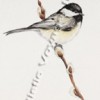 photo of a painting of a chickadee on a pussy willow branch.