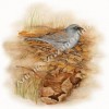 photo of a watercolor of bird in fall leaves