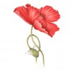 Photo of watercolor painting of a red poppy.
