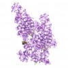 Photo of watercolor painting of lilacs and a bumble bee.