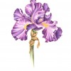Photo of a watercolor painting of a purple Iris.
