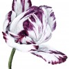 Photo of a watercolor painting of a purple and white tulip.