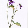 photo of violet greeting card