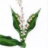 photo of lily of the valley card