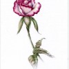 photo of a rose card
