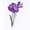 photo of flowers, violet, chrysanthemum, crocus, carnation, gaillardia