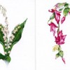photos of sweet pea, rose,lily of the valley, Christmas cactus, aster,and amaryllus