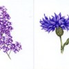 photos of paintings of tulip, poppy, lilac, cornflower, rose, iris.