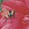 photo of painting of bumble bee.