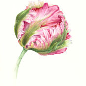 Photo of watercolor Parrot Tulip